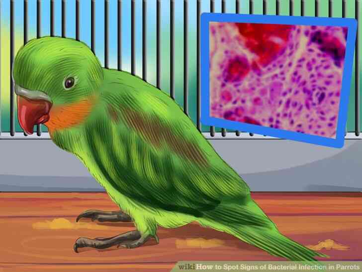 C Mo Detectar Signos De Infecci N Bacteriana En Los Loros