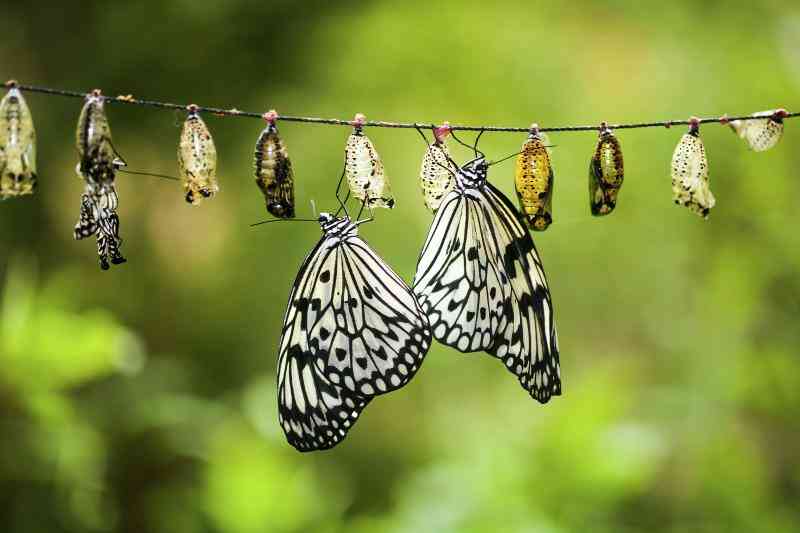 Cómo Iniciar una Granja de Mariposas
