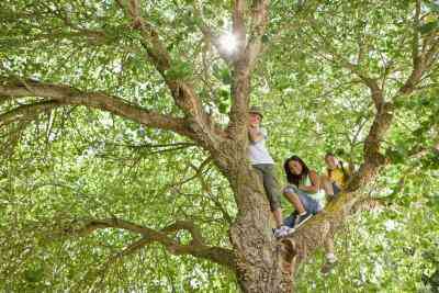 Cómo Hacer una Vida Como Dimensiones del Árbol en la Pared