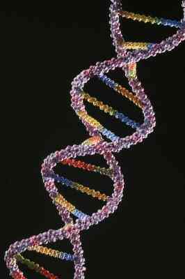 Cómo Hacer un ADN 3D Con el Modelo de Papel de Construcción