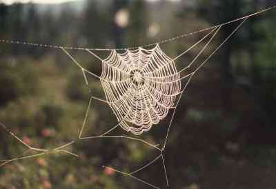 Cómo Hacer una Araña Casera Web