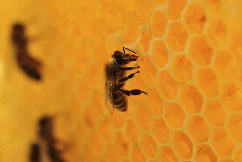 Cómo Ablandar la Cera de abejas