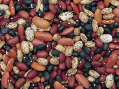 3er Grado de Ciencias de la Lección sobre la Anatomía de un Bean