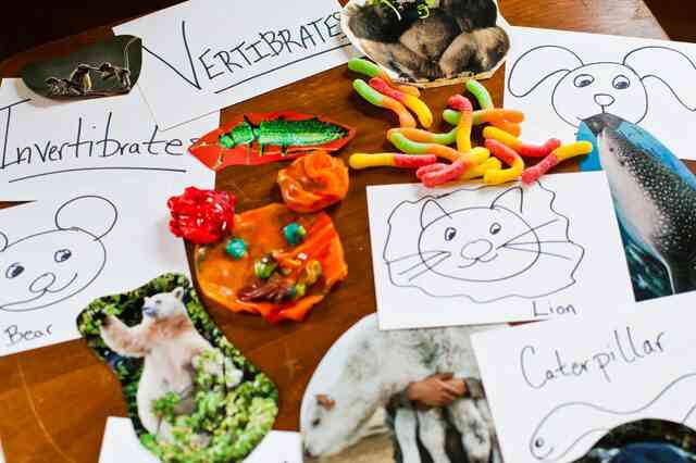 Actividades para Niños en Invertebrados y Vertebrados