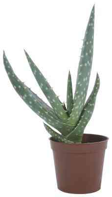 El Aloe Vera Experimentos De Ciencia