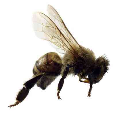 Experimentos para Niños Sobre las Abejas