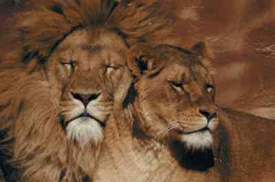 Diferentes Razas de los Leones