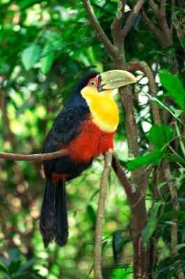 Los animales, las Plantas en la Selva tropical de América Central
