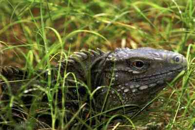 Actividades para Estudiantes de Tercer Grado que Hacer en Dragones de Komodo