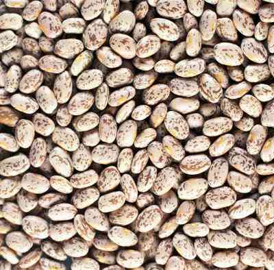 Puede una Bolsa de Frijoles Pintos Tiene Gusanos en la Bolsa?