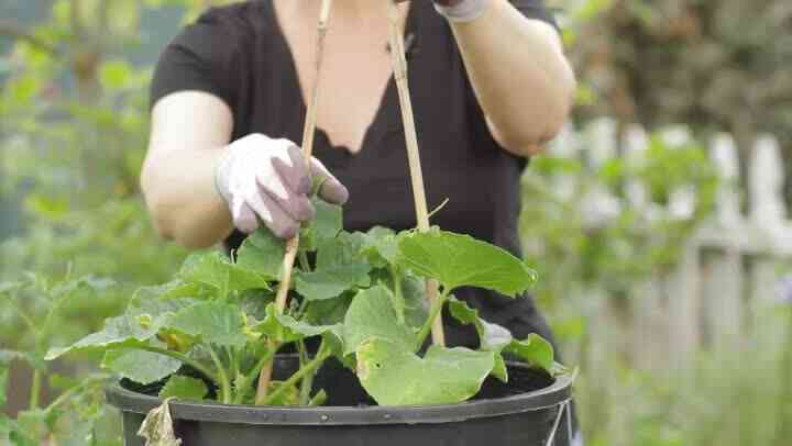 Cómo Hacer un Enrejado de madera para la Calabaza