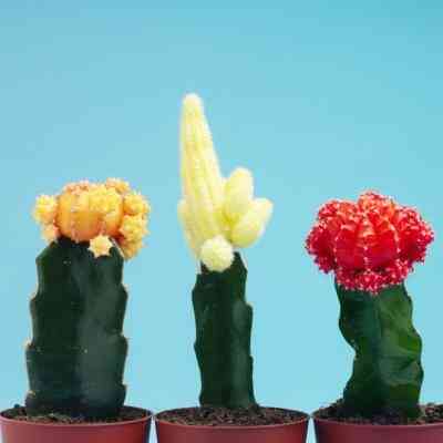 ¿Cómo Grande De La Luna Cactus Crecen?