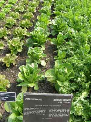 Cómo Cosechar Semillas de Lechuga