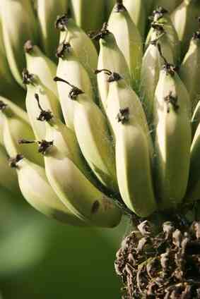Características del Plátano Fruta