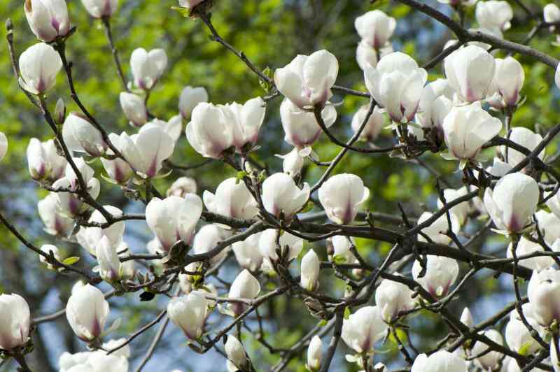 Hacer Magnolia Árboles Que Pierden Sus Hojas?