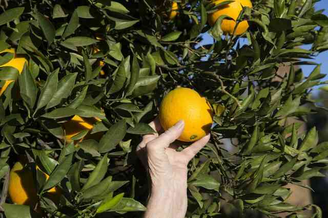 Cuando Debo Coger Naranjas Del Arbol