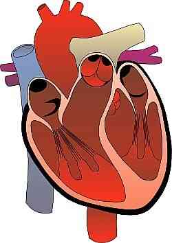 Cómo Naturalmente Cura las Enfermedades del Corazón