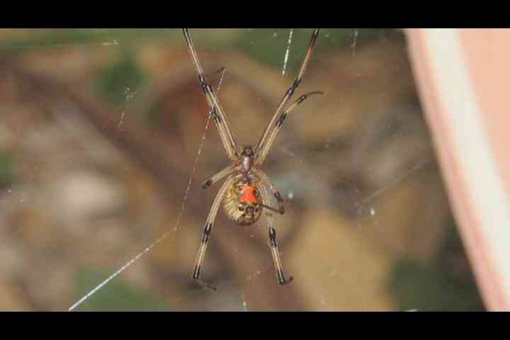 Las arañas se Encuentran en Nuevo México