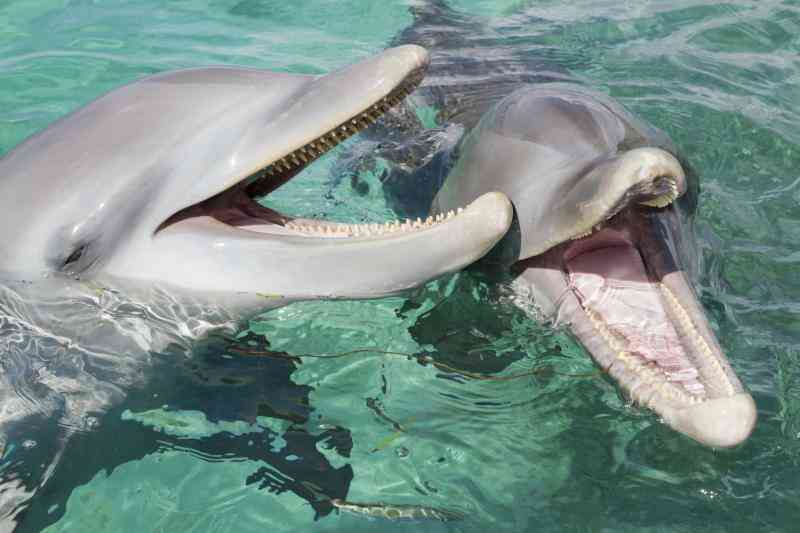 El Ciclo de Vida de los Delfines nariz de Botella