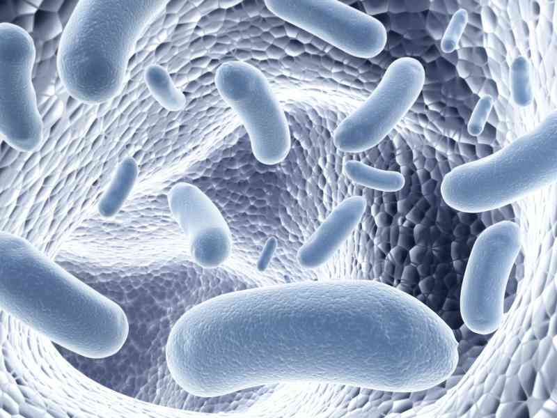Definición de los Anaerobios y Bacterias Aeróbicas