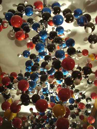 ¿Cuál Es la Diferencia Entre la Nuclear, Mitocondrial de las Pruebas de ADN?