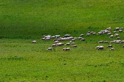 ¿Cuáles Son las Funciones del Ecosistema de Pradera?