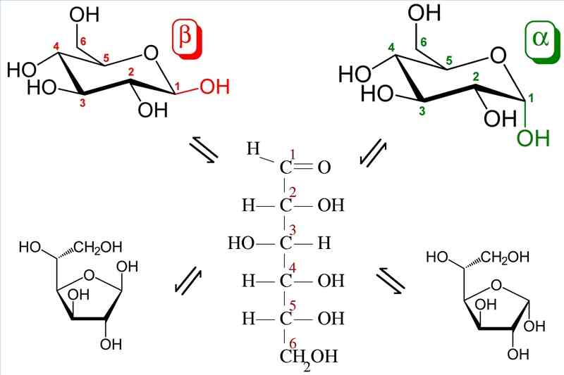 Estructura cíclica de la Glucosa