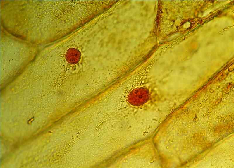 Cómo Hacer un Microscopio Simple