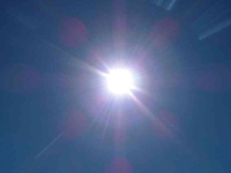 Cómo fluye la Energía a Través del Ecosistema?
