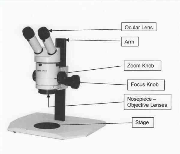 Cómo Utilizar un Microscopio de Disección