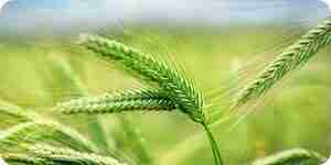 Entender los beneficios para la salud de verde de cebada