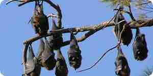 los Murciélagos en un árbol