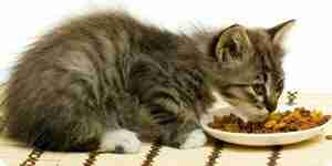 Elegir la comida para gatos: encontrar la mejor comida para gatos
