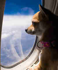 Viajar con mascotas, aire
