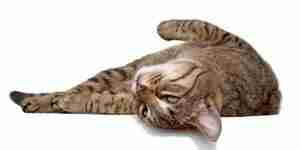 La identificación y el tratamiento de la salud del gato síntomas de linfoma felino