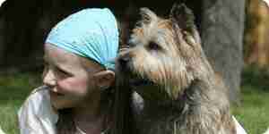 Cuidado de cairn terriers
