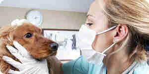 Diagnosticar enfermedades del perro