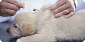 El tratamiento de caninos de la enfermedad de cushing: perro enfermedad