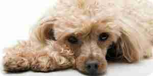 El tratamiento de caninos hemangiosarcoma: perro de cuidado de la salud