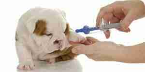 El tratamiento de linfoma canino