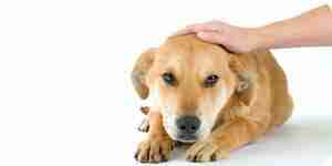 El tratamiento de caninos accidente cerebrovascular