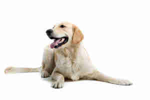 Síntomas y tratamiento para la enfermedad de lyme en perros