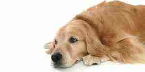 Tratar la incontinencia canina: el desequilibrio hormonal y la debilidad de la vejiga