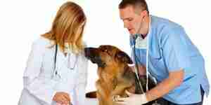 El tratamiento de un canino con enfermedad renal crónica