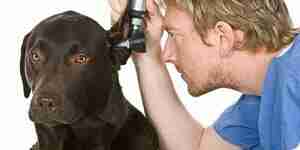 El tratamiento de infecciones del oído canino: perros de la salud del oído