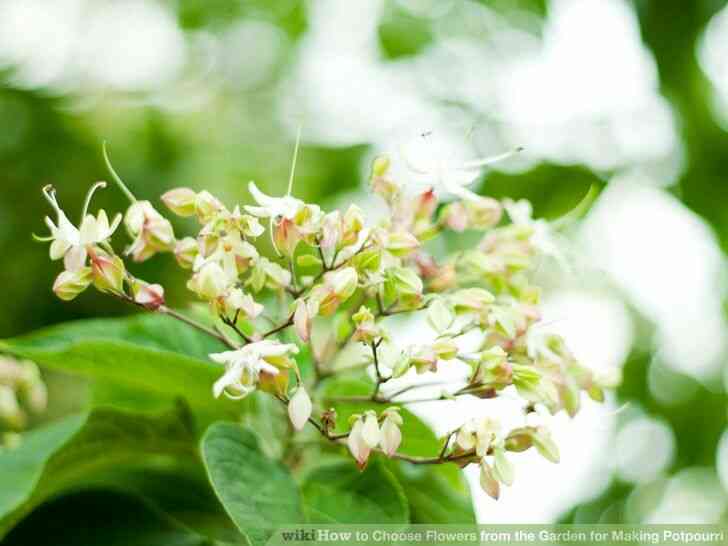 Imagen titulada de Elegir las Flores del Jardín para Hacer Popurrí Paso 3Bullet3