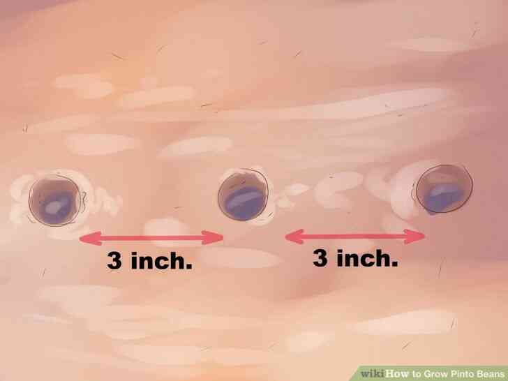 Imagen titulada Crecer Frijoles Pintos Paso 7