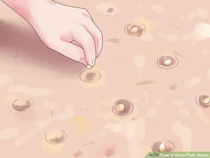 Imagen titulada Crecer Frijoles Pintos Paso 8