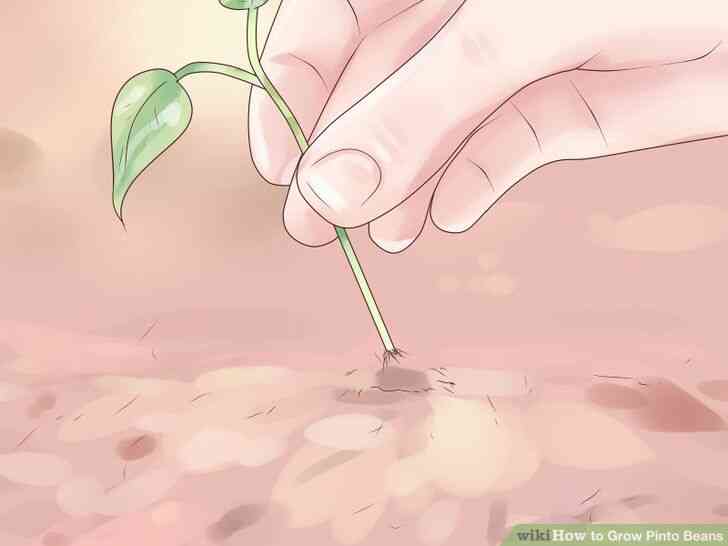 Imagen titulada Crecer Frijoles Pintos Paso 10
