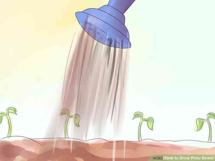 Imagen titulada Crecer Frijoles Pintos Paso 13
